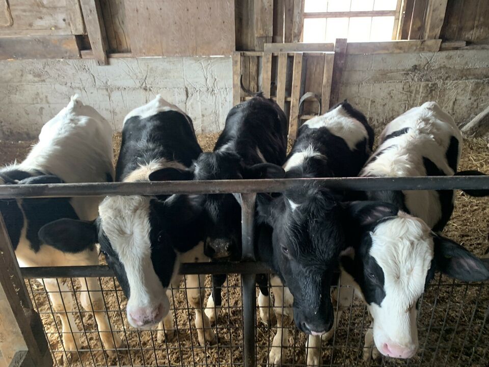 Holstein Cattle